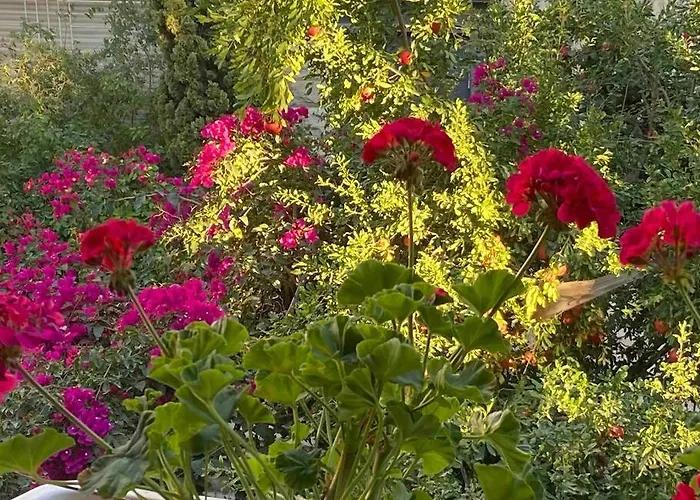 Home In Jerusalem